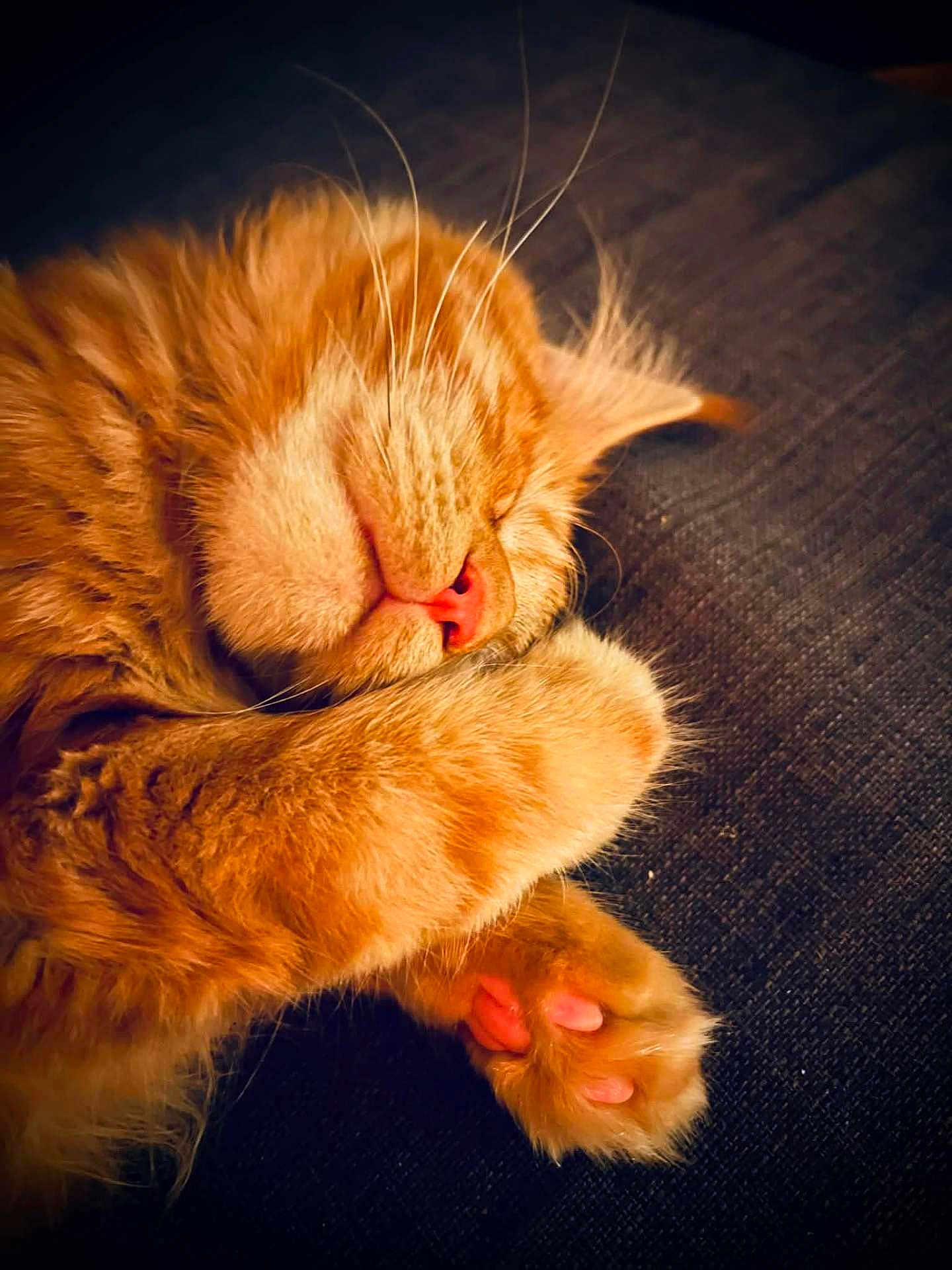 Auggy a rejoint le concours — aidez-le/la à gagner de superbes lots ! cat, orange_tabby, sleeping, paw, pink_nose, pink_paw_pads, close_up, feline, fur, whiskers, cozy, resting, cute, pet, animal, indoor, relaxation, soft, warm, nap