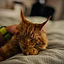 Auggy participe au concours pour gagner de l'argent avec cette photo : cat, orange_cat, sleeping, nap, resting, paw, fur, striped_blanket, cozy, indoor, pet, feline, close_up, blurred_background, relaxation, soft_light, whiskers, ears, comfortable, domestic_animal