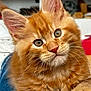 Auggy participe au concours pour gagner de l'argent avec cette photo : kitten, cat, orange_tabby, close_up, fur, whiskers, ears, eyes, pet, cute, domestic_cat, indoor, resting, denim, soft, young, animal, feline, portrait, curious