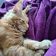 Auggy a rejoint le concours — aidez-le/la à gagner de superbes lots ! cat, orange_tabby, sleeping, fluffy, paw, blanket, purple, cozy, resting, fur, whiskers, pet, animal, indoor, relaxation, cute, domestic_cat, soft, closeup, comfort