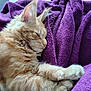 cat, orange_tabby, sleeping, fluffy, paw, blanket, purple, cozy, resting, fur, whiskers, pet, animal, indoor, relaxation, cute, domestic_cat, soft, closeup, comfort