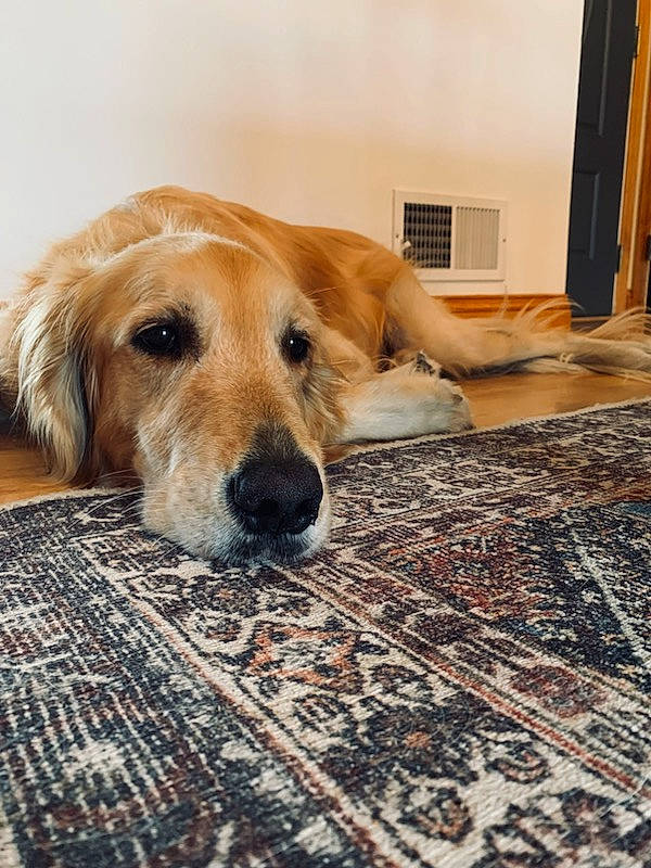 Scout Skywalker joined the competition — help win amazing prizes! carnivore, carpet, comfort, companion_dog, dog, dog_breed, fawn, floor, flooring, fur, hardwood, linens, pattern, paw, room, rug, tile, whiskers, window, wood