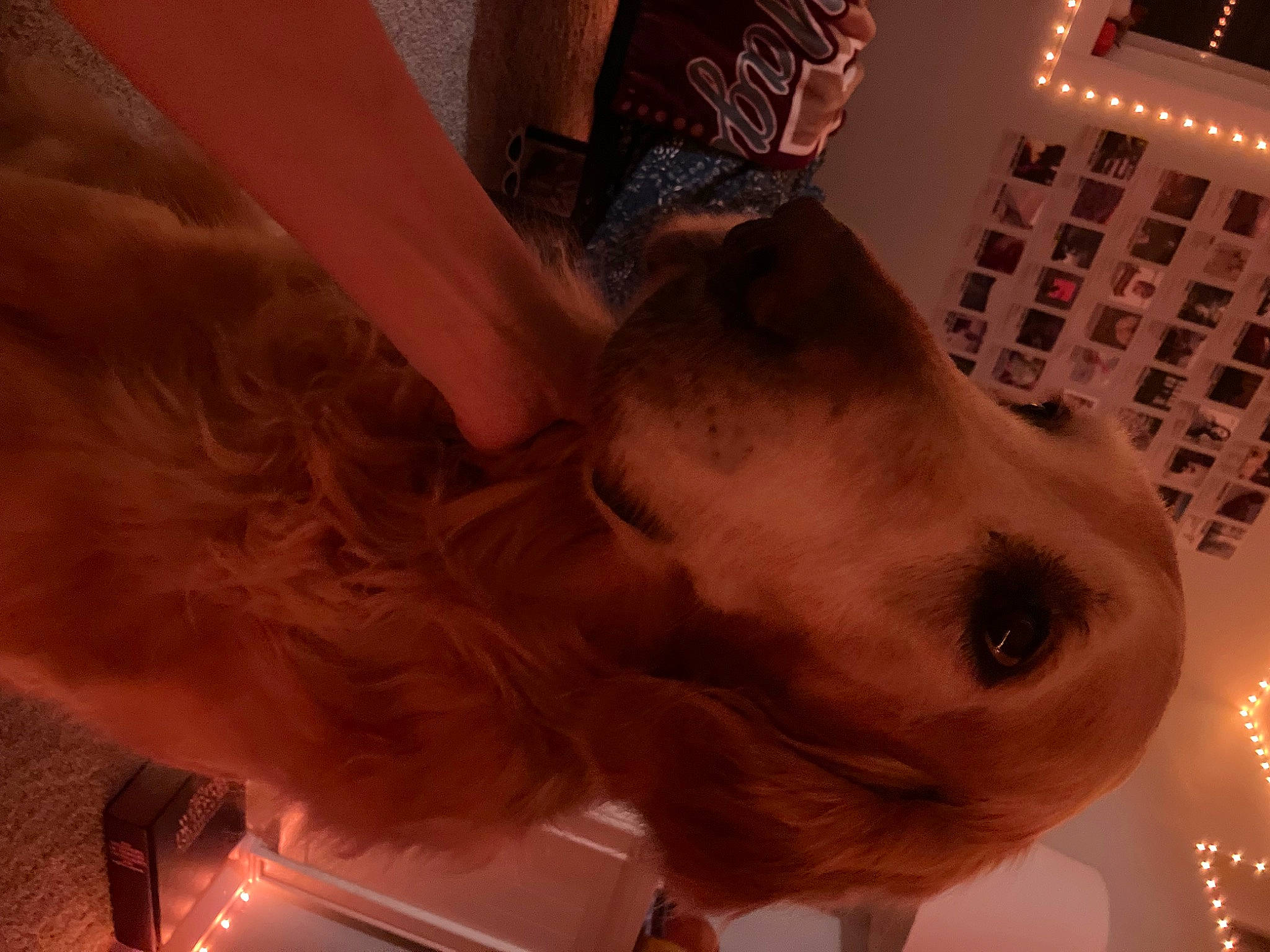 Scout Skywalker is registered to the contest to win money with this photo: abdomen, carnivore, chest, companion_dog, dog, dog_breed, ear, event, eyewear, fawn, flesh, fun, fur, gesture, jaw, room, selfie, snout, trunk, whiskers