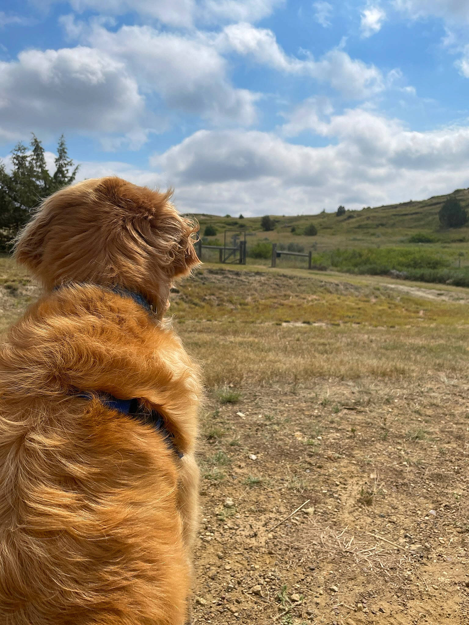 Scout Skywalker is registered to the contest to win money with this photo: carnivore, cloud, companion_dog, dog, dog_breed, fawn, fur, grass, grassland, landscape, liver, plant, sky, soil, sporting_group, tail, terrestrial_animal, terrier, tree, water_dog