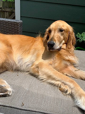 Scout Skywalker joined the competition — help win amazing prizes! canidae, carnivore, companion_dog, dog, dog_breed, fawn, fur, gun_dog, hardwood, liver, plant, snout, sporting_group, tail, tree, whiskers