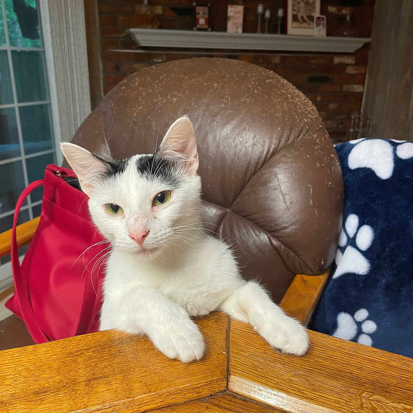 Boo joined the competition — help win amazing prizes! animal, black_markings, blue_blanket, brick_wall, cat, clock, cozy, curious, curtains, furniture, homedecor, indoor, leather_chair, paw_prints, pet, red_bag, relaxed, white_cat, window, wooden_table