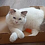 animal, box, cardboard, cat, curious, cute, domestic_cat, ears, feline, floor, fluffy, indoor, orange_spring, paws, pet, relaxed, tail, toy, whiskers, white_cat