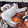 Aiko participe au concours pour gagner de l'argent avec cette photo : kitten, white_cat, teddy_bear, blanket, tiger_face, blue_eye, pet, feline, fur, cozy, indoor, resting, cute, animal, soft_toy, lying_down, domestic_cat, relaxed, comfort, home