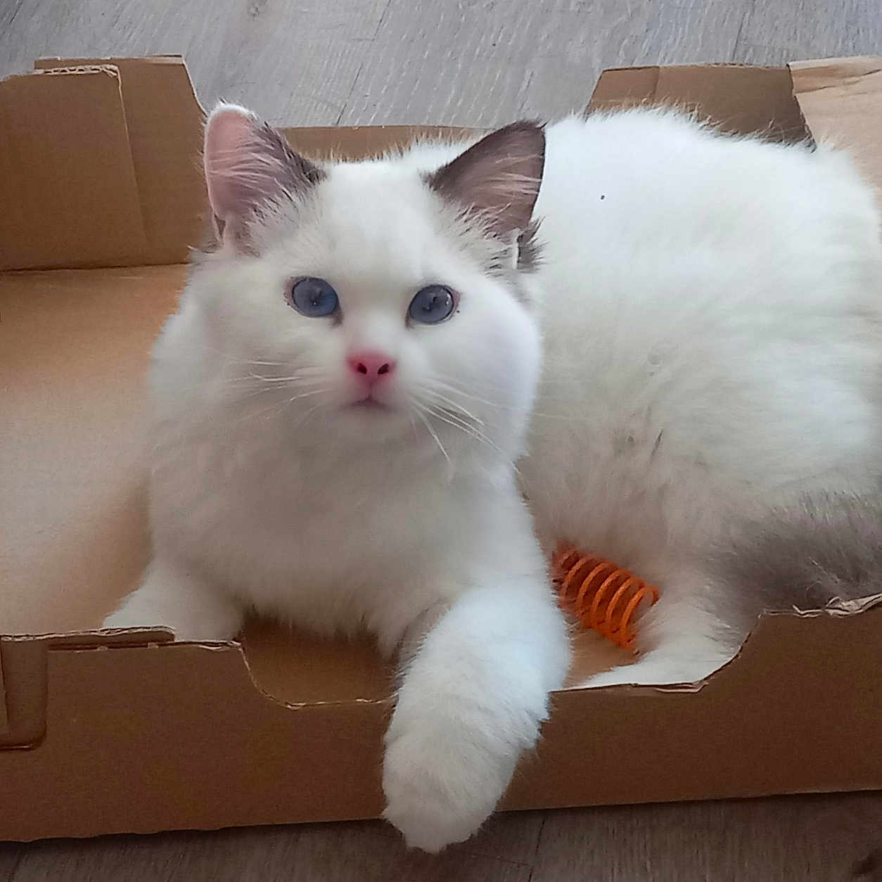 Aiko participe au concours pour gagner de l'argent avec cette photo : animal, blue_eyes, box, cardboard_box, cat, cute, domestic_animal, feline, floor, fluffy, indoor, orange_spring, paw, pet, pink_nose, relaxed, resting, toy, white_cat, wood_floor