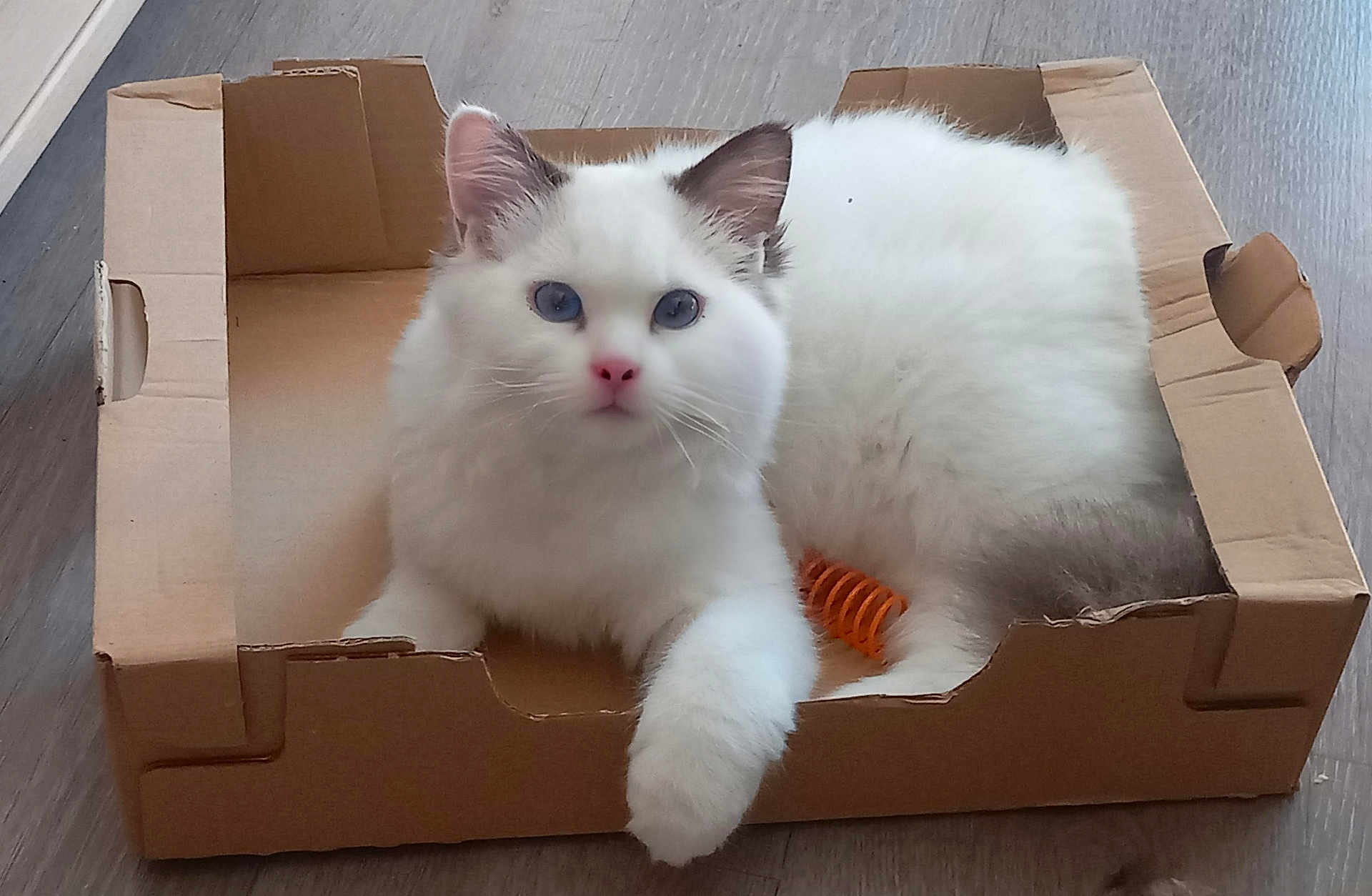 Aiko