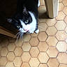 cat, black_and_white, tuxedo_cat, pet, animal, feline, whiskers, green_eyes, pink_nose, close_up, indoors, kitchen, tile_floor, hexagonal_tiles, furniture, table, standing, looking_up, portrait, photography