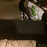 cat, black_cat, white_paws, pet, animal, walking, indoors, dim_lighting, blurry, grainy, carpet, couch, blanket, shopping_bag, paper_bag, green_pattern, furniture, home, night, side_view