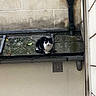 cat, black_and_white, animal, pet, sitting, rooftop, ledge, outdoor, urban, building, wall, tiles, pipes, drainage, vent, weathered, tuxedo_cat, alert, small, daylight