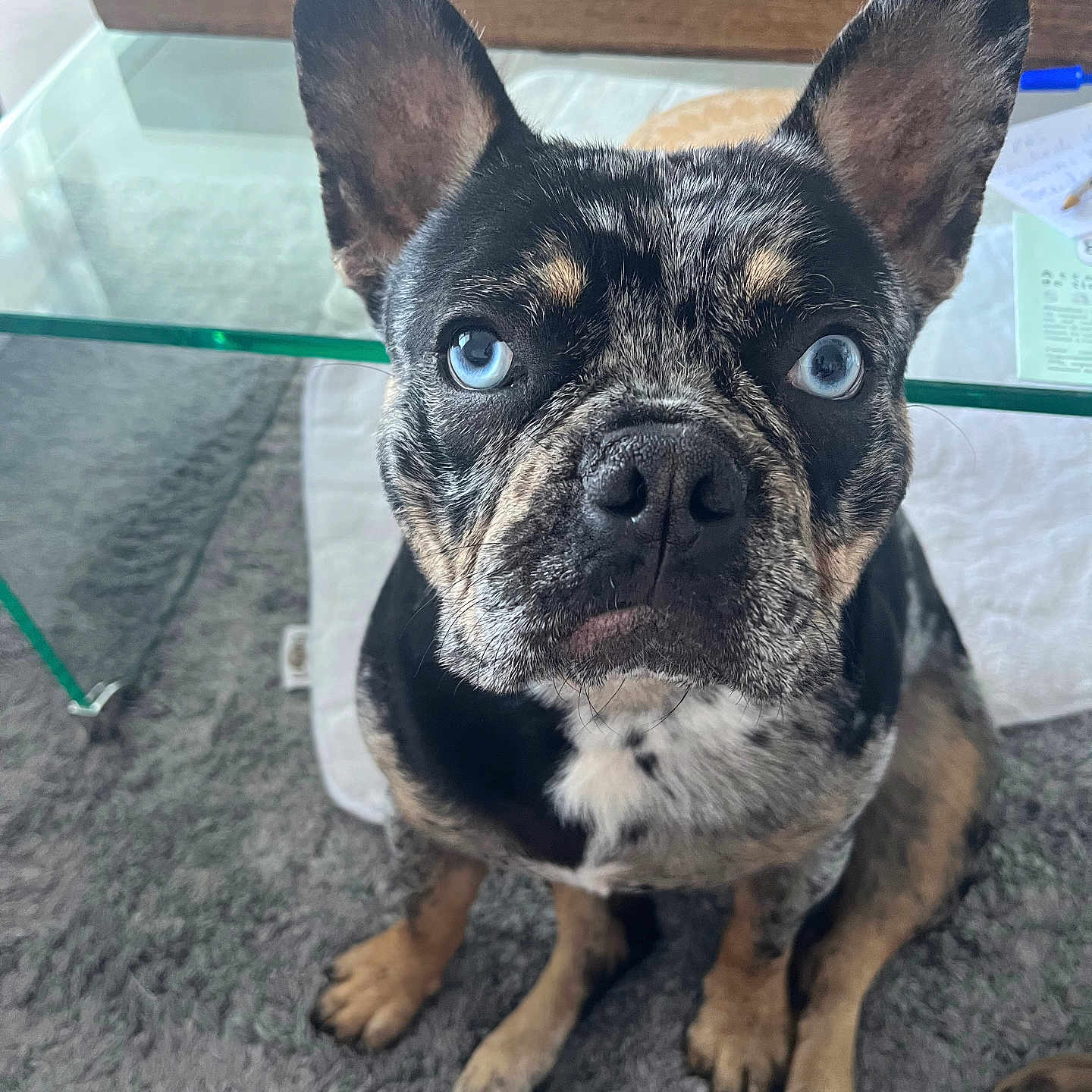 Ulysse participe au concours pour gagner de l'argent avec cette photo : animal, bostonbull, boxer, bulldog, canine, cup, dog, frenchbulldog, furniture, hound, husky, indoors, interiordesign, pet, pitbull, puppy, snout, table, tabletop, wood