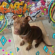 Bueno a rejoint le concours — aidez-le/la à gagner de superbes lots ! dog, brown_dog, sitting, wooden_board, graffiti, colorful, urban, wall_art, ears_up, looking_up, collar, concrete_floor, street_art, cute, pet, animal, playful, decorative, background, indoor