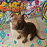 Bueno a rejoint le concours — aidez-le/la à gagner de superbes lots ! animal, background, brown_dog, collar, colorful, concrete_floor, cute, decorative, dog, ears_up, graffiti, indoor, looking_up, pet, playful, sitting, street_art, urban, wall_art, wooden_board