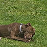Bueno participe au concours pour gagner de l'argent avec cette photo : dog, brown_dog, grass, outdoor, pet, canine, collar, relaxed, lying_down, chewing, nature, flower, greenery, sunlight, animal, summer, peaceful, step_stones, daytime, mammal
