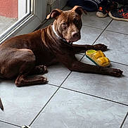 Bueno participe au concours pour gagner de l'argent avec cette photo : animal, attention, brown_dog, casual, companion, dog, domestic, floor, glass_door, indoor, laying_down, natural_light, paw, pet, relaxed, shoes, tile_floor, vacuum_hose, window, yellow_toy