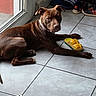 animal, attention, brown_dog, casual, companion, dog, domestic, floor, glass_door, indoor, laying_down, natural_light, paw, pet, relaxed, shoes, tile_floor, vacuum_hose, window, yellow_toy