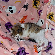 Taffy joined the competition — help win amazing prizes! kitten, cat, sleeping, blanket, halloween, ghost, spider, bat, pumpkin, pink, soft, cozy, fur, cute, pet, indoor, animal, relaxing, toy, paw