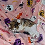 kitten, cat, sleeping, blanket, halloween, ghost, spider, bat, pumpkin, pink, soft, cozy, fur, cute, pet, indoor, animal, relaxing, toy, paw