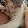 kitten, cat, sleeping, close_up, fur, pink_nose, whiskers, paw, cozy, resting, pet, animal, cute, indoor, soft, young, feline, snuggling, calm, adorable