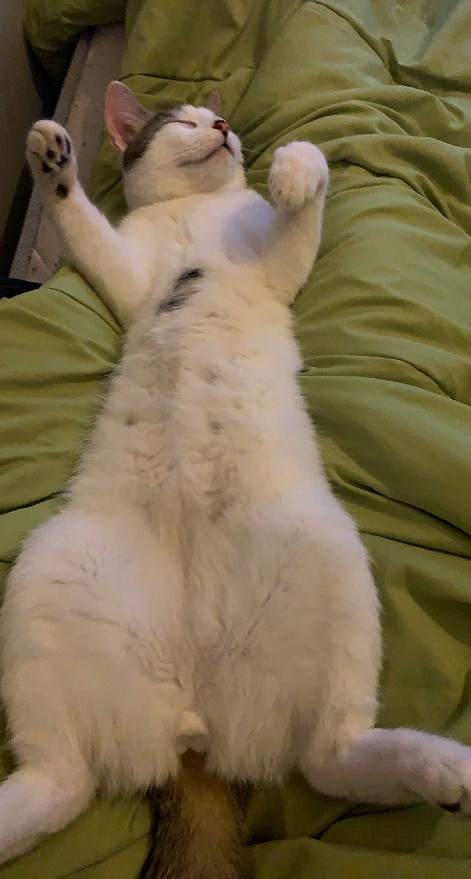 Salto a rejoint le concours — aidez-le/la à gagner de superbes lots ! canidae, carnivore, cat, claw, comfort, companion_dog, dog_breed, fang, fawn, felidae, foot, fur, paw, small_to_medium_sized_cats, snout, tail, terrestrial_animal, whiskers