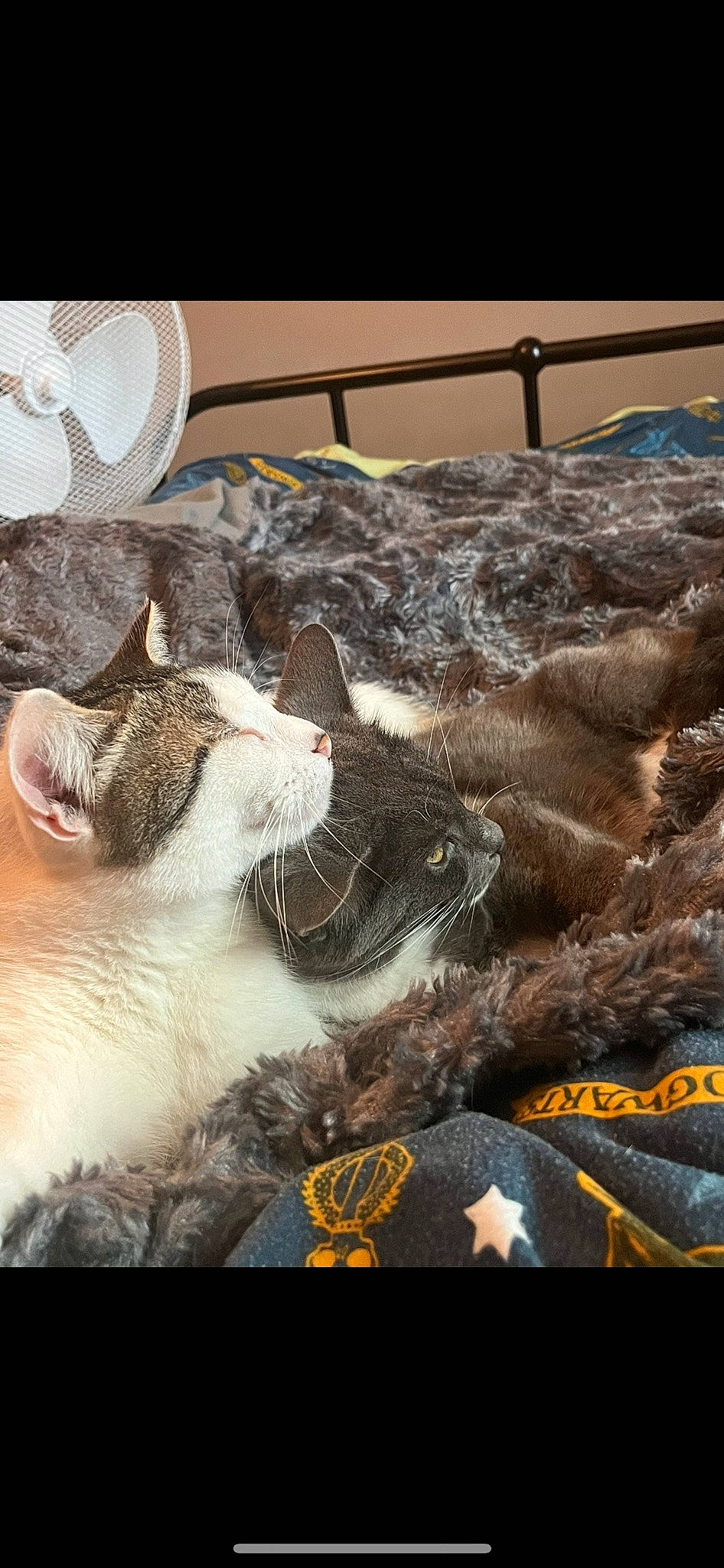 Salto participe au concours pour gagner de l'argent avec cette photo : art, carnivore, cat, comfort, domestic_short_haired_cat, felidae, fur, happy, linens, mammal, metal, paw, photo_caption, sky, small_to_medium_sized_cats, snout, square, tail, visual_arts, whiskers