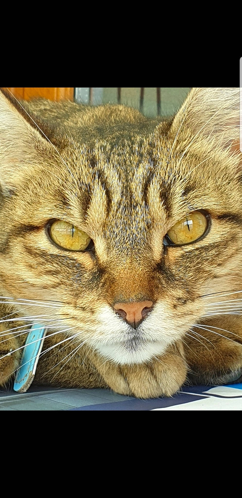 Caramel participe au concours pour gagner de l'argent avec cette photo : aegean_cat, asian, california_spangled, carnivore, cat, close_up, domestic_short_haired_cat, dragon_li, european_shorthair, eye, felidae, mammal, ocicat, pixie_bob, small_to_medium_sized_cats, snout, tabby_cat, whiskers, wild_cat, wildlife