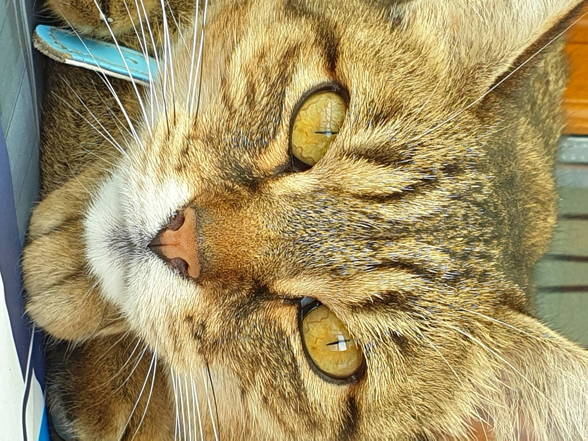 Caramel participe au concours pour gagner de l'argent avec cette photo : asian, carnivore, cat, chausie, close_up, domestic_short_haired_cat, dragon_li, european_shorthair, eye, felidae, fur, nose, ocicat, pixie_bob, small_to_medium_sized_cats, snout, somali, tabby_cat, whiskers, wild_cat