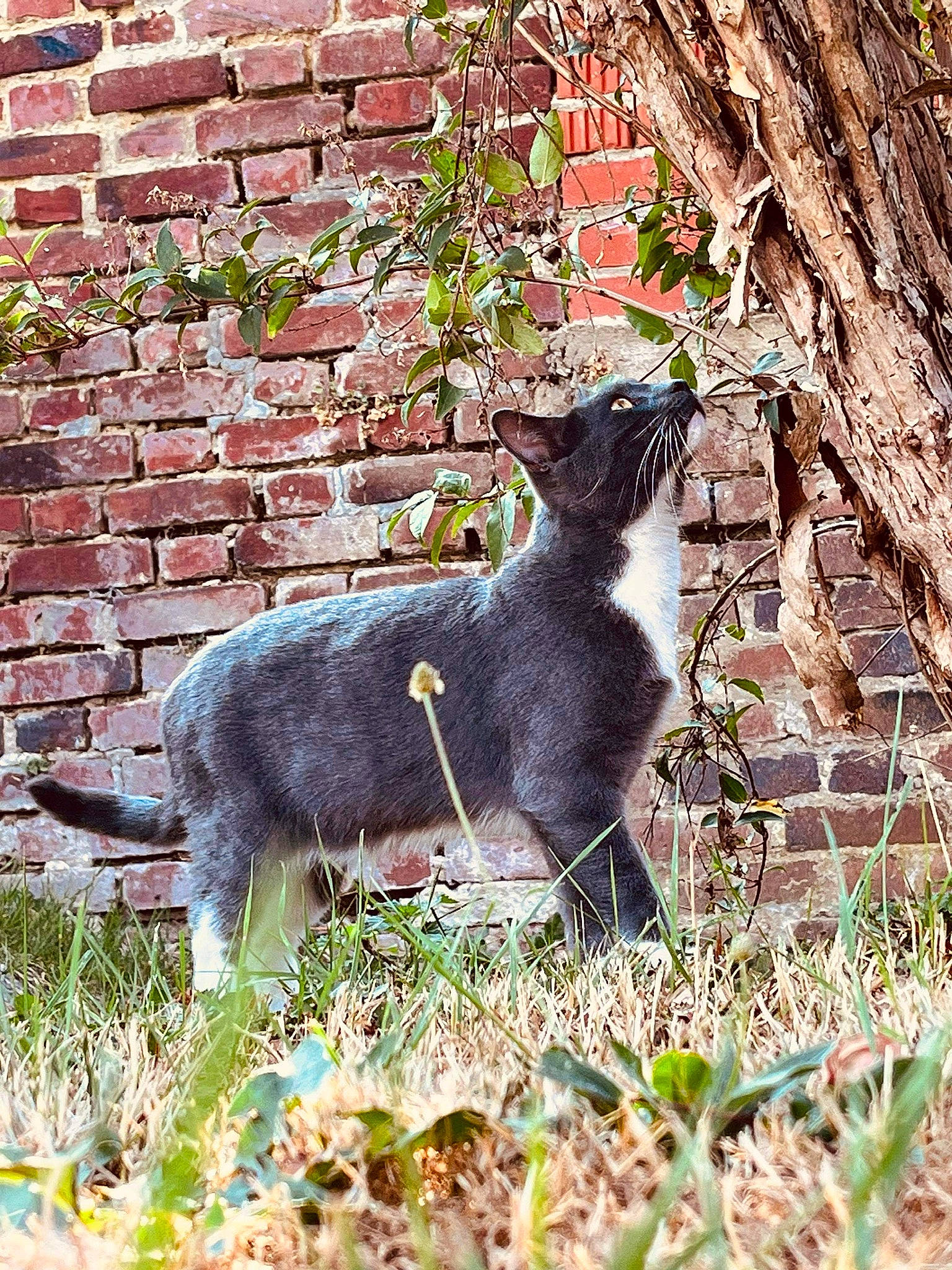 Harley participe au concours pour gagner de l'argent avec cette photo : black_cat, brick, brickwork, carnivore, cat, domestic_short_haired_cat, felidae, fur, grass, groundcover, mammal, plant, shrub, small_to_medium_sized_cats, snout, tail, terrestrial_animal, tree, whiskers, wood