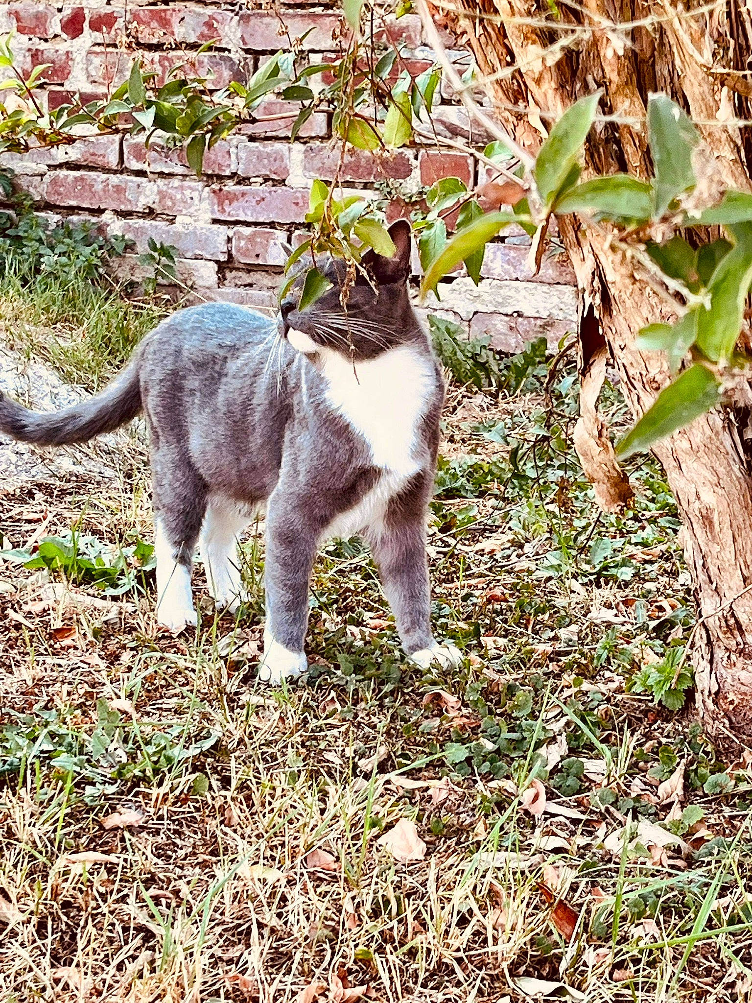 Harley a rejoint le concours — aidez-le/la à gagner de superbes lots ! carnivore, cat, dog_breed, domestic_short_haired_cat, felidae, fur, grass, groundcover, leaf, plant, small_to_medium_sized_cats, snout, soil, sporting_group, tail, terrestrial_animal, tree, whiskers