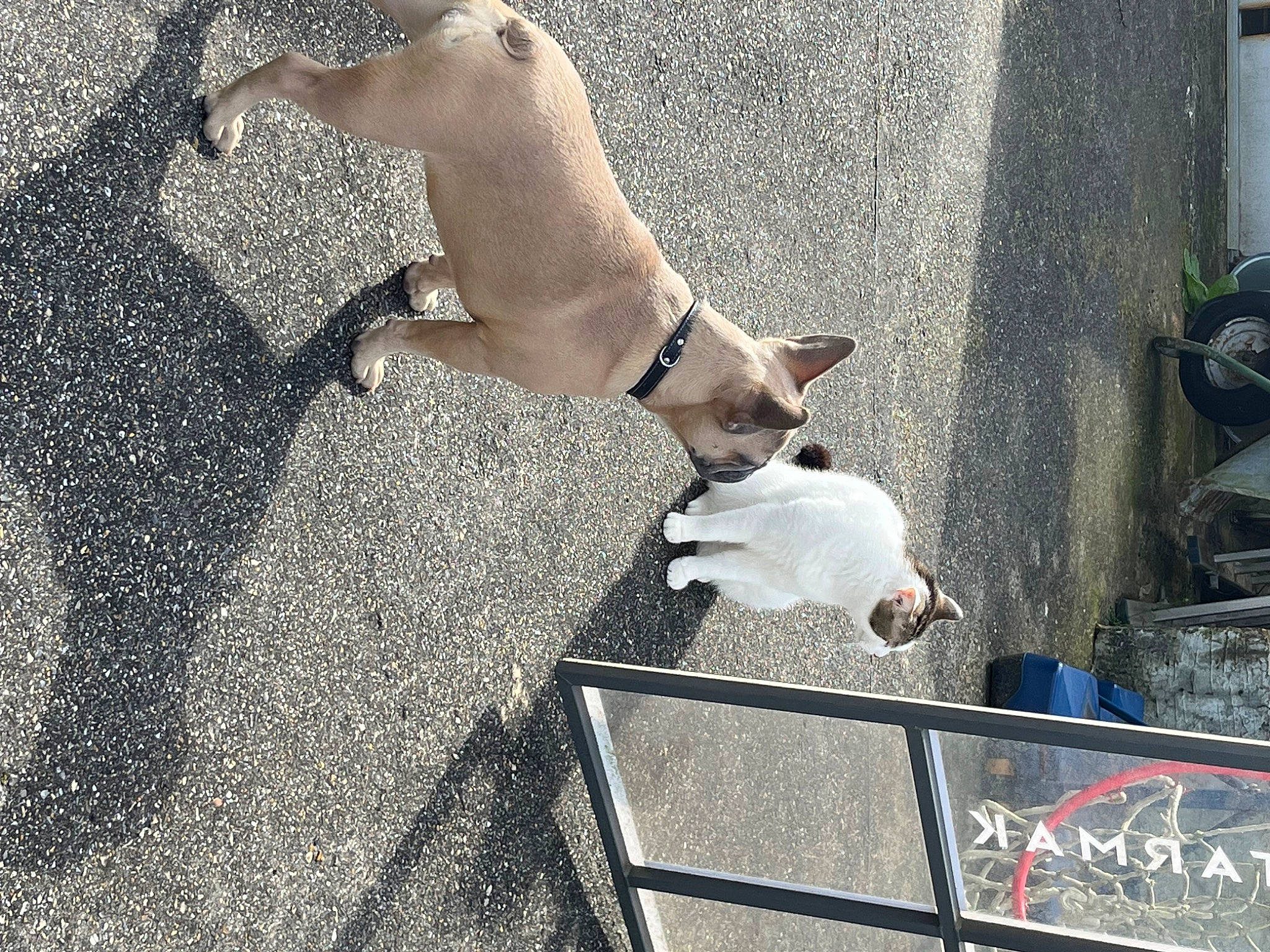 Maya a rejoint le concours — aidez-le/la à gagner de superbes lots ! barechested, canidae, carnivore, collar, companion_dog, dog, dog_breed, dog_collar, fawn, felidae, foot, human_leg, leash, paw, sidewalk, small_to_medium_sized_cats, snout, sporting_group, street, tail