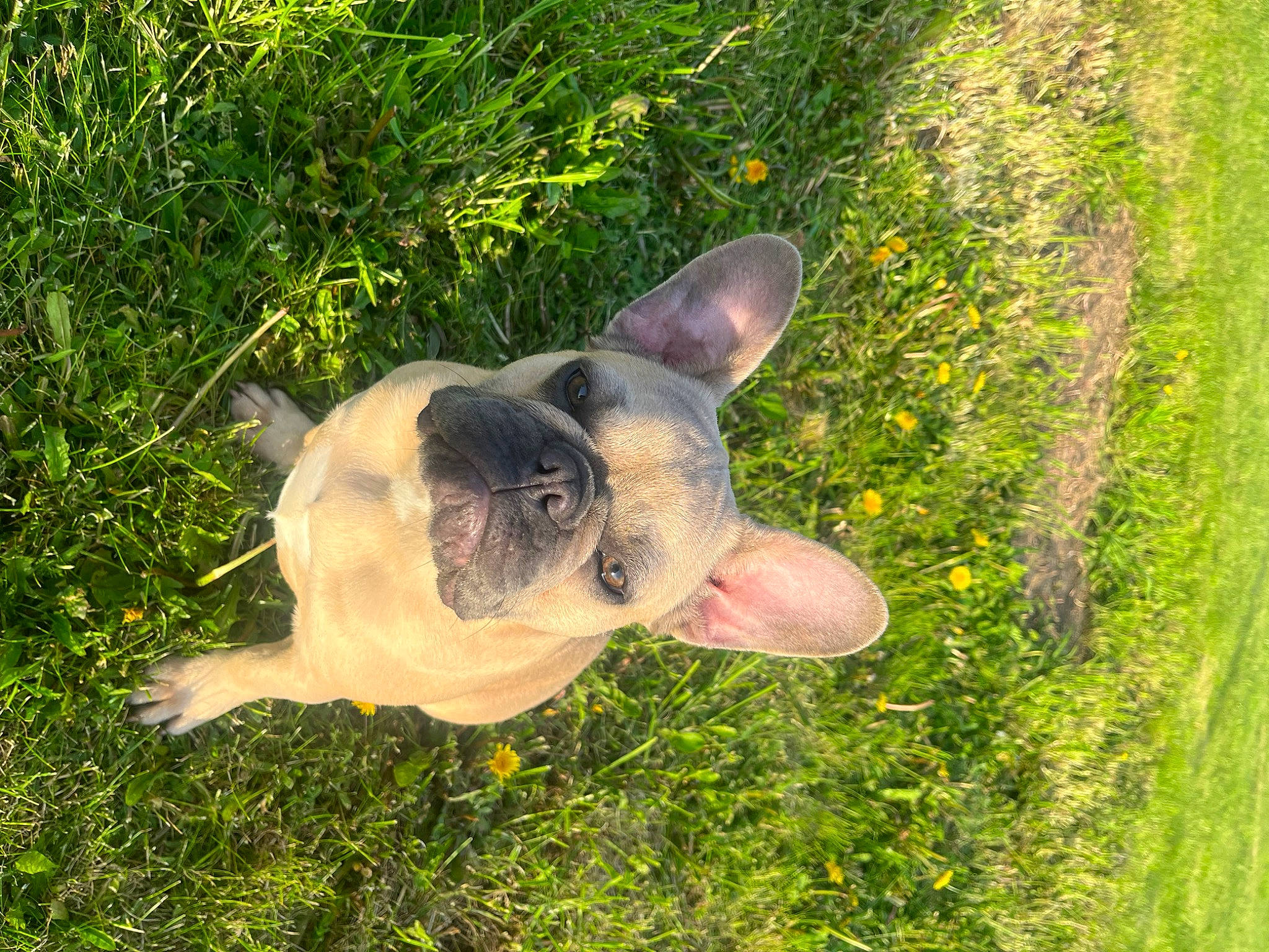 Maya participe au concours pour gagner de l'argent avec cette photo : bulldog, canidae, carnivore, companion_dog, dog, dog_breed, fawn, flower, french_bulldog, grass, groundcover, plant, snout, sporting_group, tail, terrestrial_animal, toy_dog, whiskers, working_animal, wrinkle