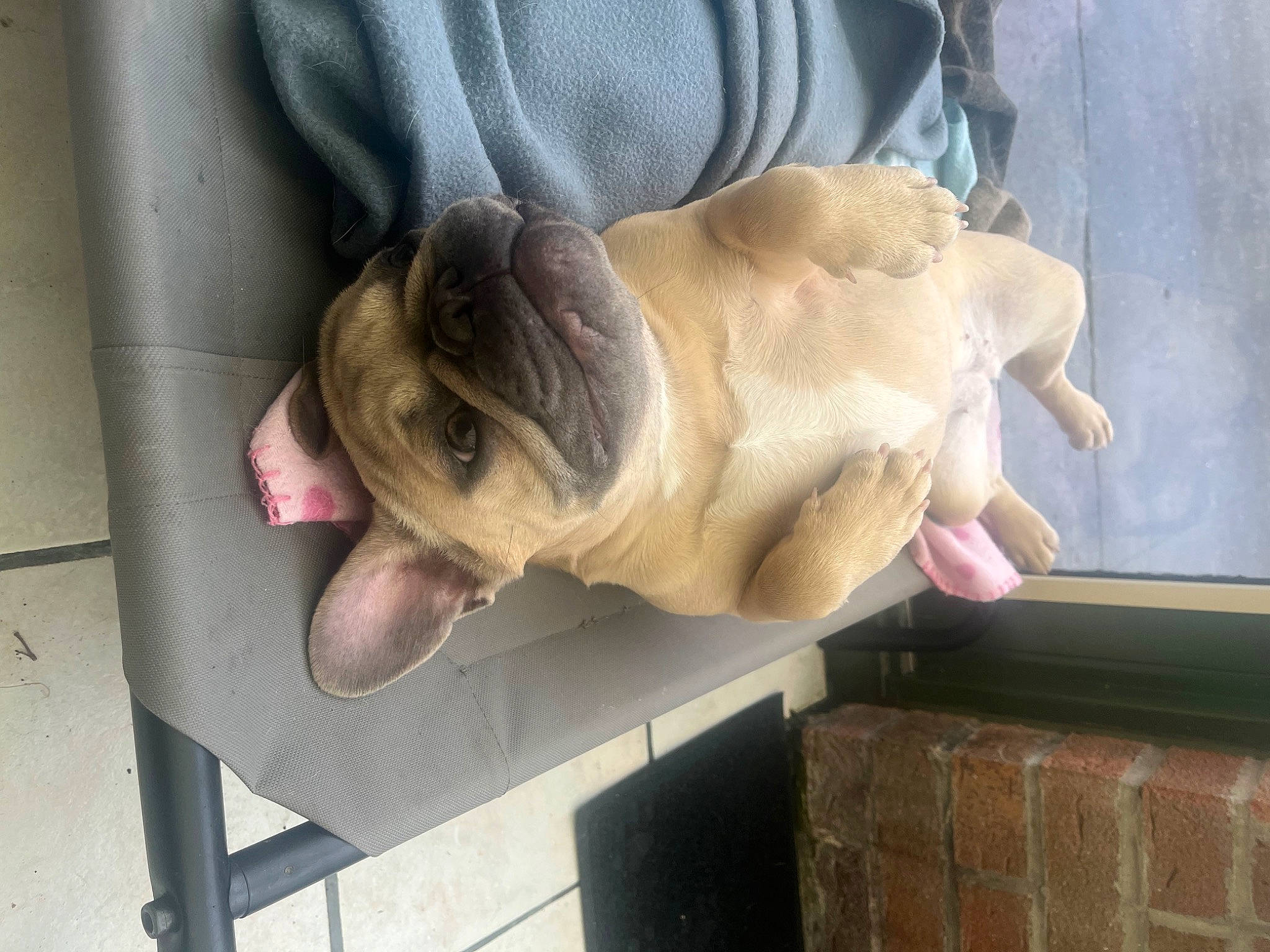 Maya participe au concours pour gagner de l'argent avec cette photo : canidae, carnivore, companion_dog, dog, dog_breed, dog_collar, fawn, gesture, guard_dog, non_sporting_group, snout, sporting_group, sunglasses, working_animal, wrinkle