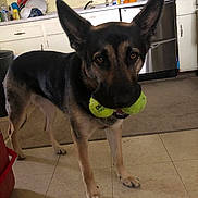 Pepper Williams is registered to the contest to win money with this photo: dog, german_shepherd, indoor, tennis_balls, kitchen, floor, ears, pet, animal, canine, brown, black, standing, looking, household_items, counter, carpet, tile_floor, domestic, playful