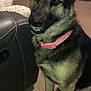 Pepper Williams is registered to the contest to win money with this photo: dog, german_shepherd, pet, indoor, carpet, collar, animal, canine, fur, ears, mischievous_expression, leather_couch, human_leg, plaid_pants, furniture, living_room, closeup, sitting, domestic, companion