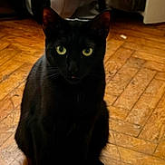 Tequila participe au concours pour gagner de l'argent avec cette photo : alert, animal, black_cat, cat, curious, cute, domestic_animal, ears, feline, flooring, green_eyes, home, indoor, mystery, pet, shadow, sitting, tongue_out, whiskers, wooden_floor
