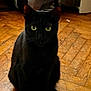 alert, animal, black_cat, cat, curious, cute, domestic_animal, ears, feline, flooring, green_eyes, home, indoor, mystery, pet, shadow, sitting, tongue_out, whiskers, wooden_floor