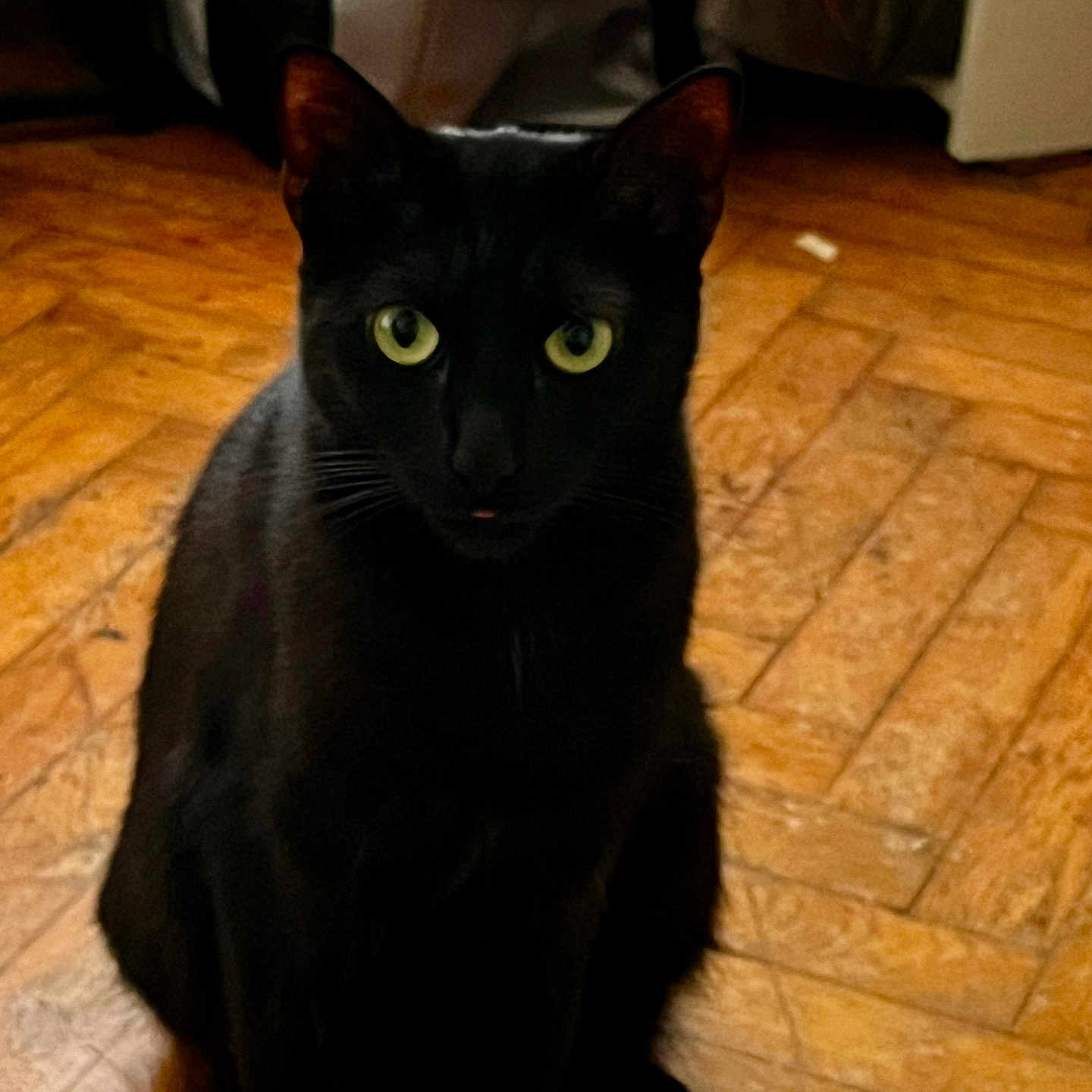 Benjamin a rejoint le concours — aidez-le/la à gagner de superbes lots ! alert, animal, black_cat, cat, curious, cute, domestic_animal, ears, feline, flooring, green_eyes, home, indoor, mystery, pet, shadow, sitting, tongue_out, whiskers, wooden_floor