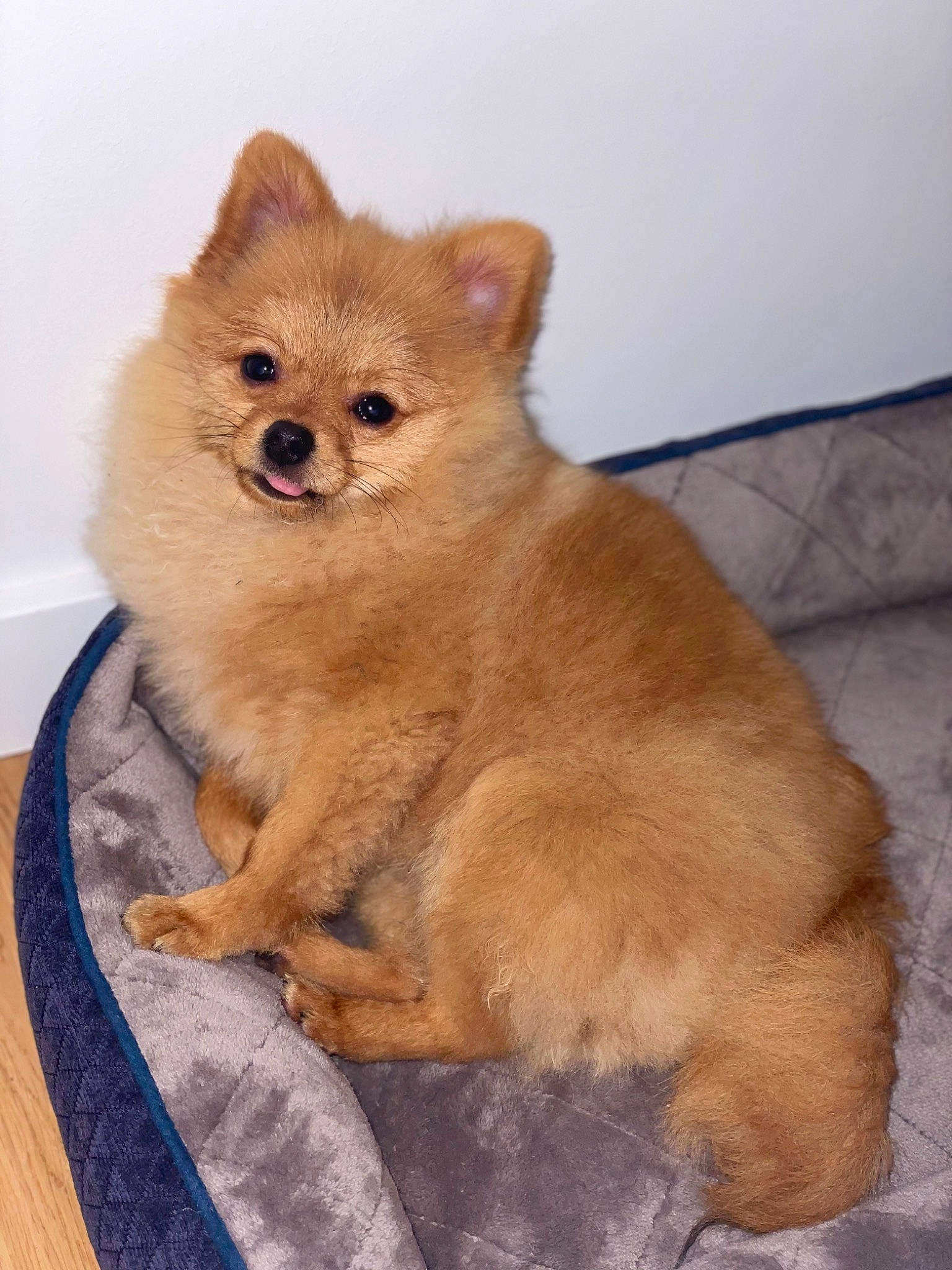 Sparky a rejoint le concours — aidez-le/la à gagner de superbes lots ! ancient_dog_breeds, canidae, carnivore, companion_dog, dog, dog_breed, fawn, fur, liver, non_sporting_group, paw, snout, spitz, sporting_group, tail, terrestrial_animal, whiskers, wildlife, windscreen_wiper, working_animal