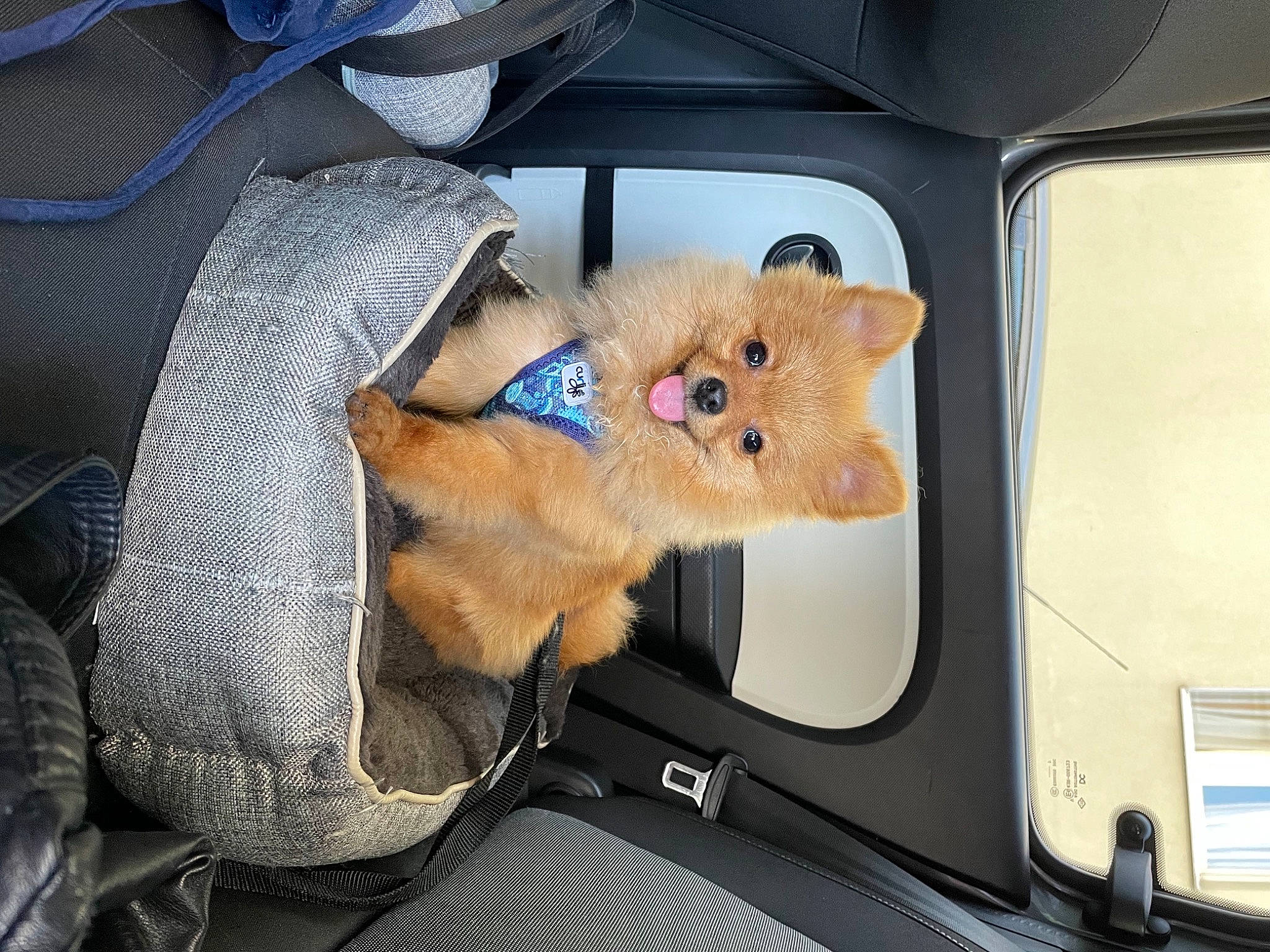 Sparky a rejoint le concours — aidez-le/la à gagner de superbes lots ! auto_part, automotive_exterior, automotive_window_part, bag, car, car_seat, carnivore, comfort, companion_dog, family_car, fawn, fur, luggage_and_bags, mammal, motor_vehicle, personal_luxury_car, stuffed_toy, toy, vehicle, vehicle_door