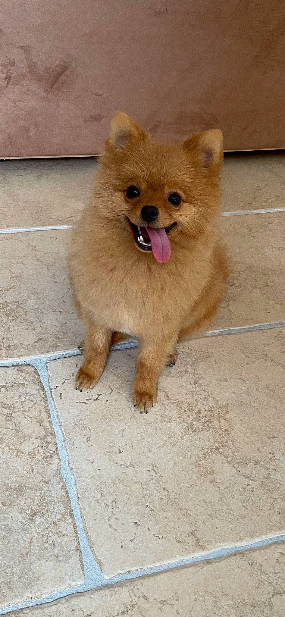 Sparky participe au concours pour gagner de l'argent avec cette photo : canidae, carnivore, claw, companion_dog, dog, dog_breed, fawn, flooring, fur, german_spitz, liver, paw, road_surface, spitz, sporting_group, tail, terrestrial_animal, whiskers, wildlife, working_animal