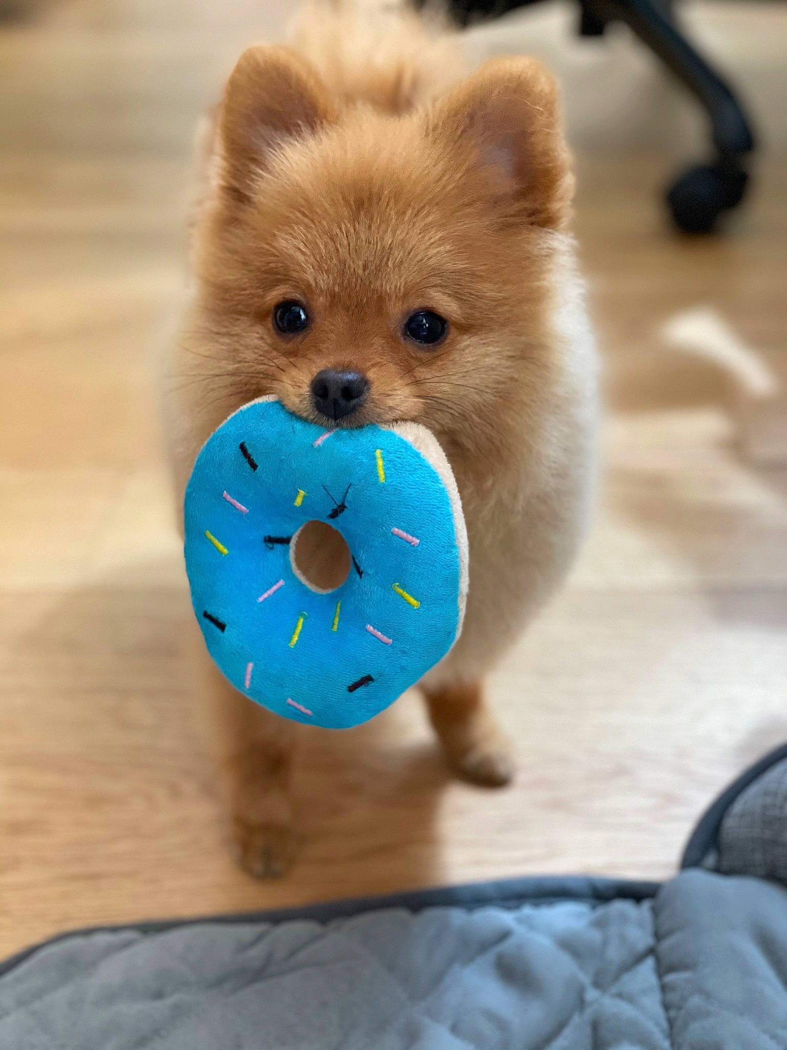 Sparky participe au concours pour gagner de l'argent avec cette photo : canidae, carnivore, companion_dog, dog, dog_breed, dog_supply, dog_toy, fawn, fur, paw, plush, puppy, snout, spitz, stuffed_toy, tail, terrestrial_animal, toy, whiskers, working_animal