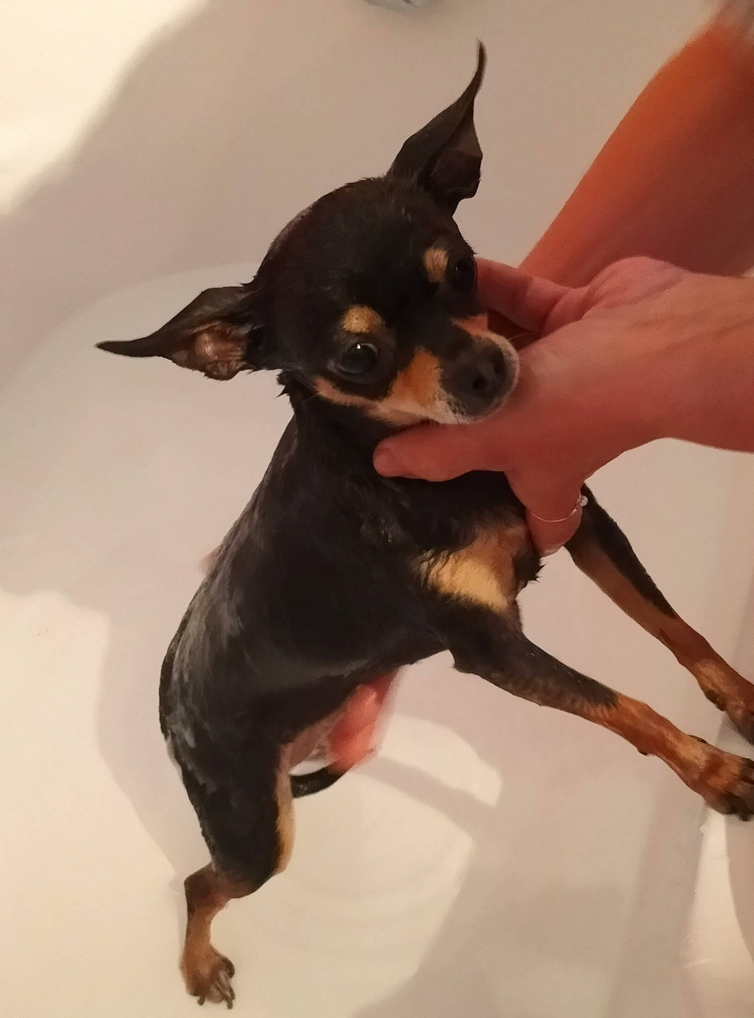 Poupette a rejoint le concours — aidez-le/la à gagner de superbes lots ! canidae, carnivore, chihuahua, companion_dog, dog, dog_breed, ear, fawn, gesture, nail, non_sporting_group, paw, prazsky_krysarik, snout, sporting_group, toy_dog, working_animal, working_dog