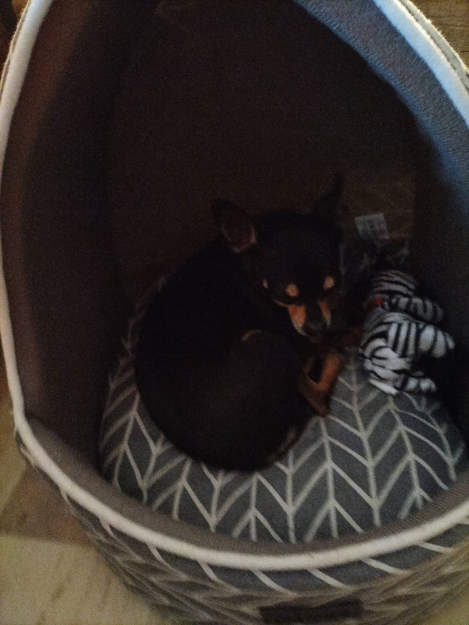 Poupette participe au concours pour gagner de l'argent avec cette photo : automotive_tire, bag, bean_bag, bean_bag_chair, brown, carnivore, cat_bed, cat_supply, circle, comfort, companion_dog, dog_bed, dog_breed, dog_supply, felidae, pattern, pet_supply, small_to_medium_sized_cats, terrestrial_animal, whiskers