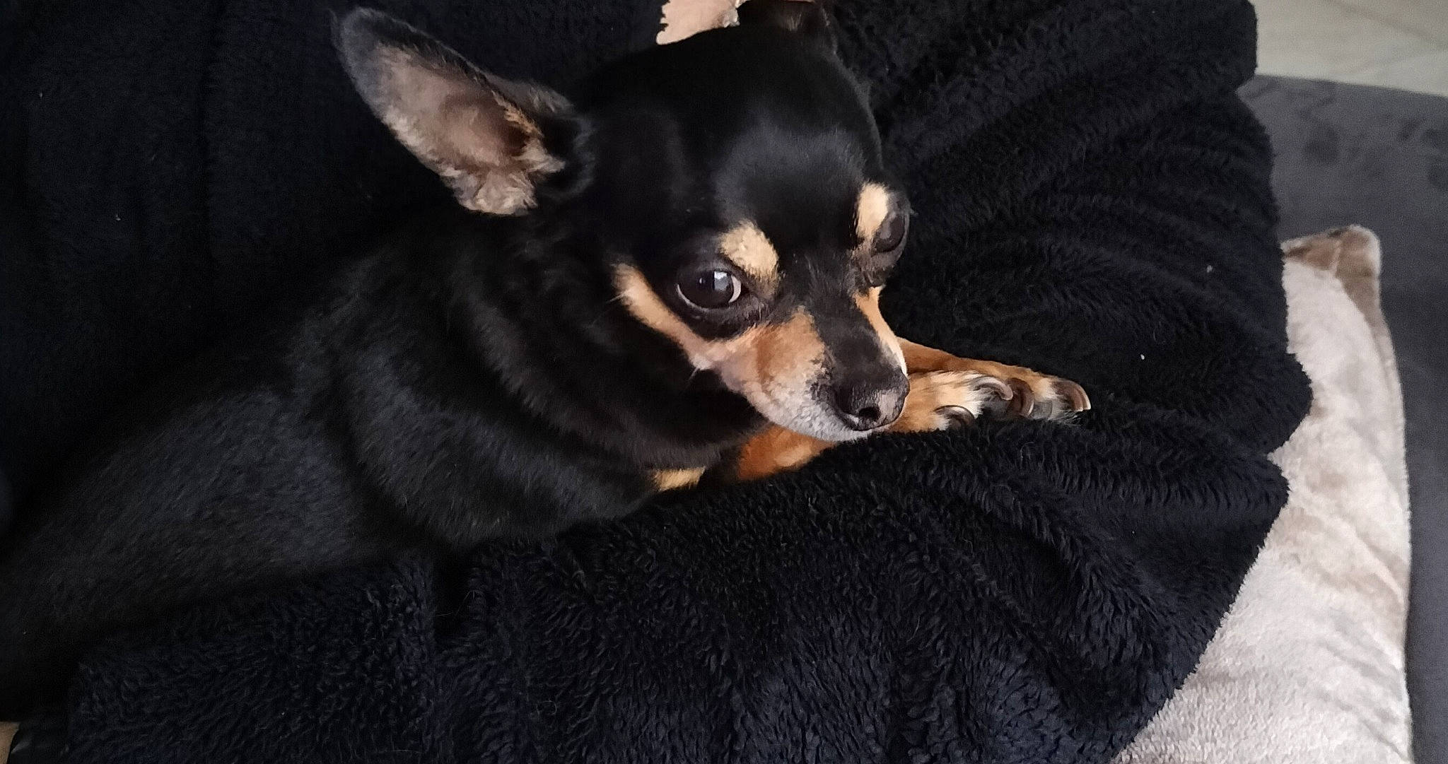 Poupette participe au concours pour gagner de l'argent avec cette photo : canidae, carnivore, chihuahua, companion_dog, corgi_chihuahua, dog, dog_breed, dog_supply, ear, eye, fawn, fur, grey, russkiy_toy, snout, sporting_group, terrestrial_animal, toy_dog, whiskers, working_animal