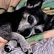 Abby joined the competition — help win amazing prizes! animal, bed, black_and_white, blanket, comfort, companion, cozy, cute, dog, ears, fur, indoors, paw, pet, portrait, relaxed, rest, sleeping, snuggle, warm
