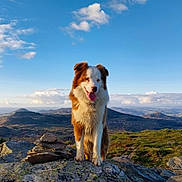 Scoobydoo a rejoint le concours — aidez-le/la à gagner de superbes lots ! dog, dog_portrait, outdoor, landscape, mountain, rock, sky, clouds, hills, valley, grass, fur, tongue_out, collar, summit, scenic, nature, pet, adventure, wide_angle