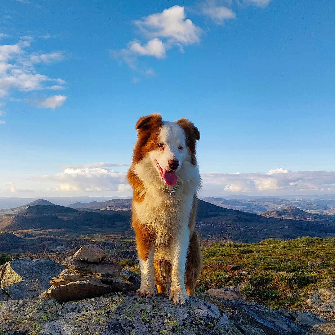 Scoobydoo a rejoint le concours — aidez-le/la à gagner de superbes lots ! adventure, clouds, collar, dog, dog_portrait, fur, grass, hills, landscape, mountain, nature, outdoor, pet, rock, scenic, sky, summit, tongue_out, valley, wide_angle